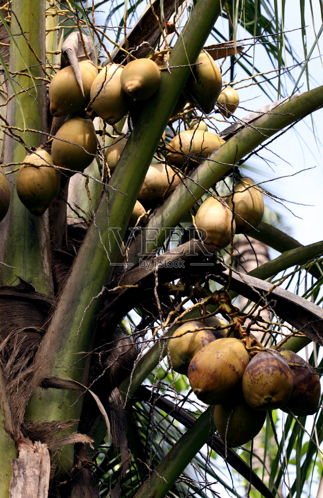椰子树照片摄影图片