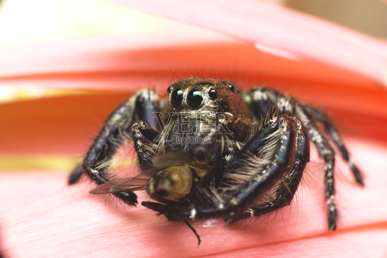 带猎物的跳蛛照片摄影图片