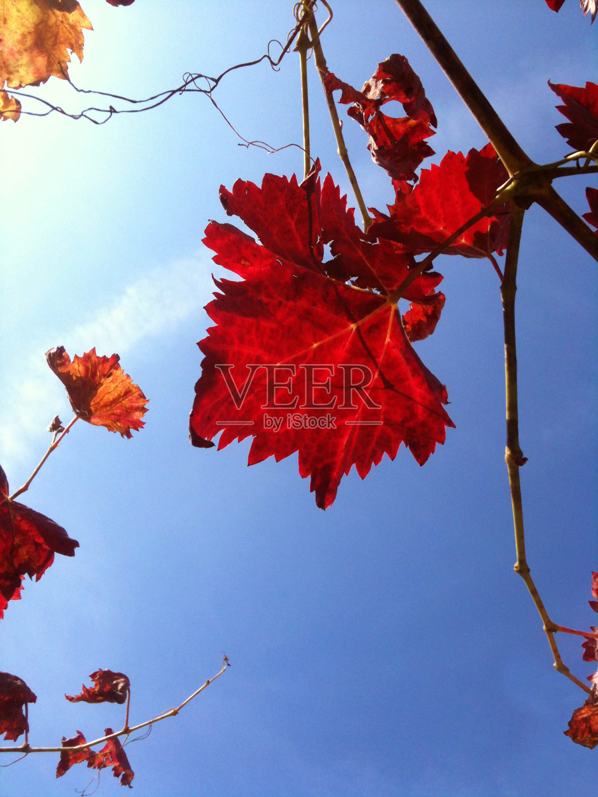 葡萄的秋叶照片摄影图片