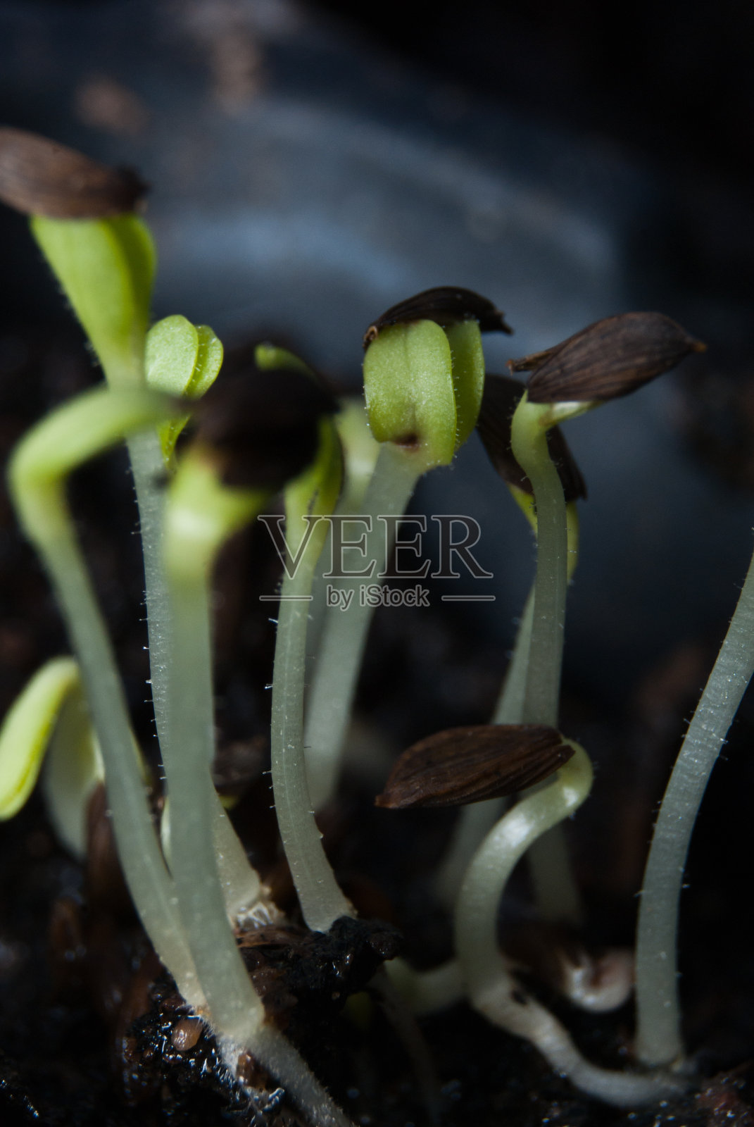 幼苗照片摄影图片