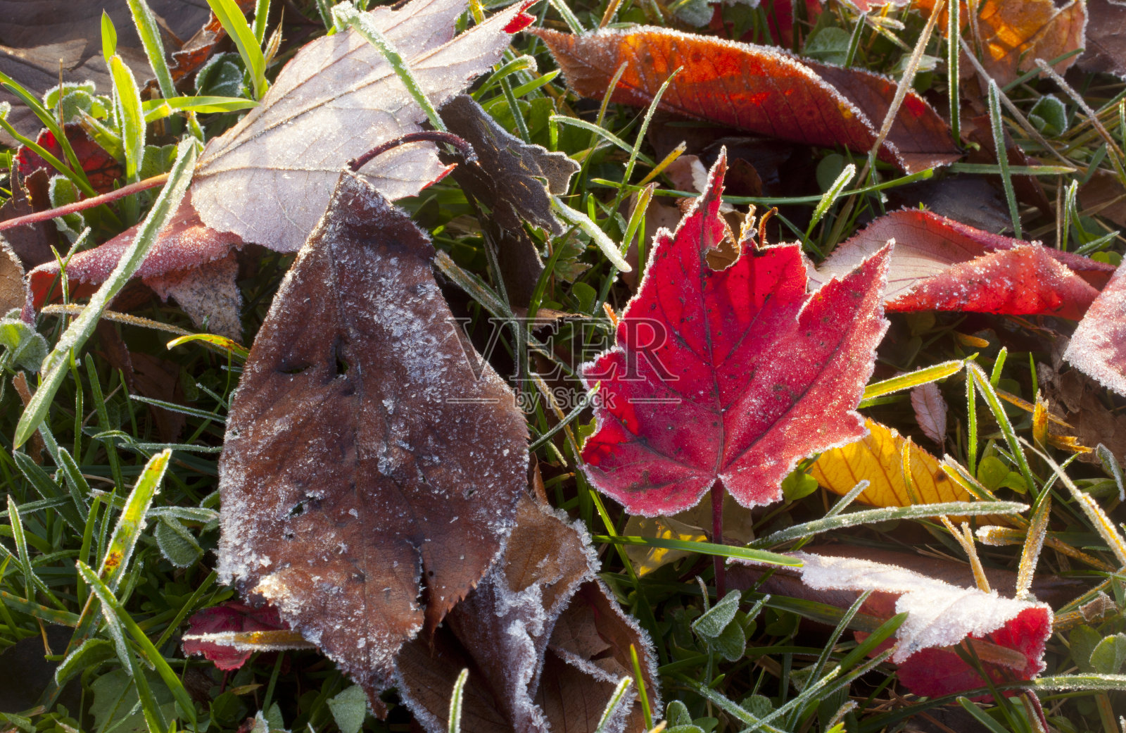 秋霜照片摄影图片