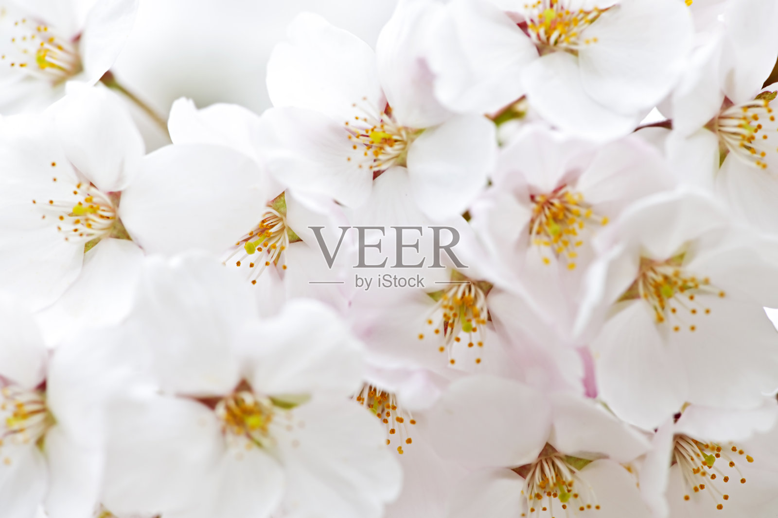 苹果花照片摄影图片