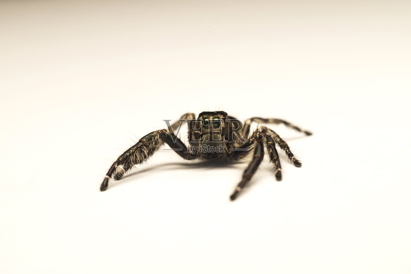 白色背景上的跳蜘蛛照片摄影图片