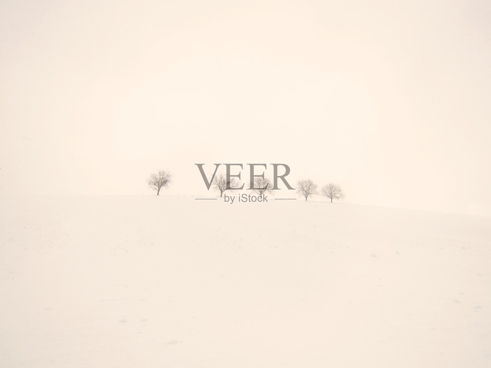 冬天的树木照片摄影图片