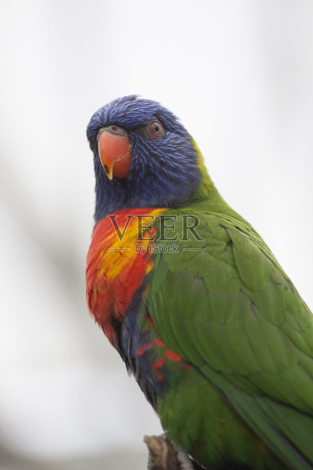 色彩斑斓的鸟照片摄影图片