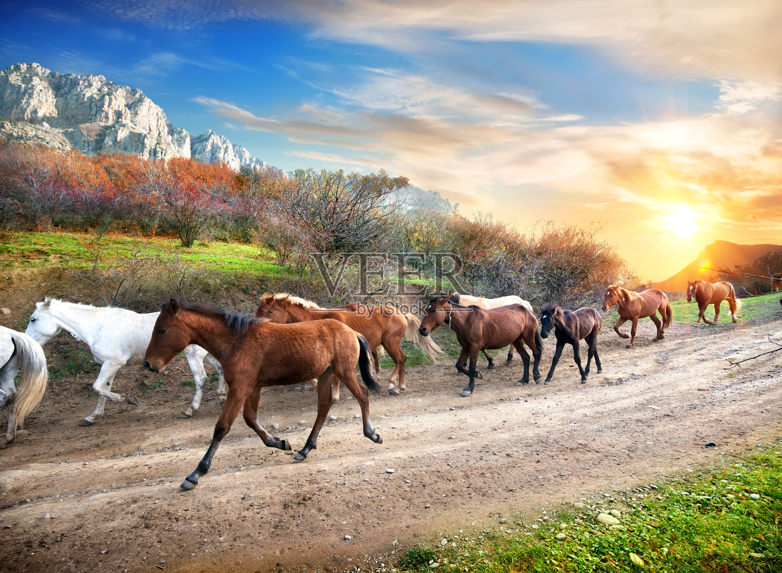 奔跑的马照片摄影图片