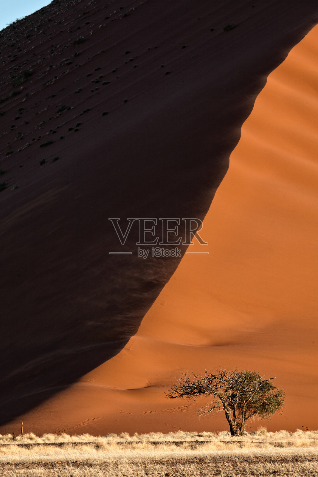 沙丘旁的金合欢树照片摄影图片