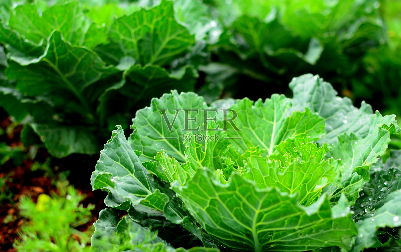 有机甘蓝蔬菜照片摄影图片