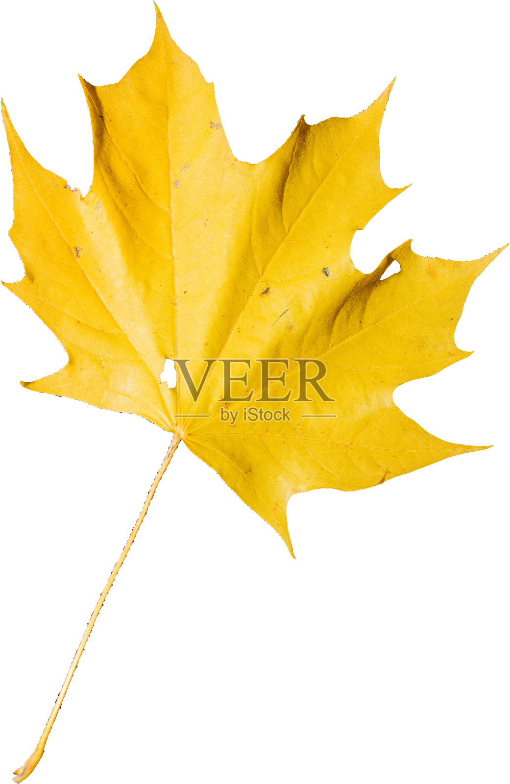 彩色的叶子照片摄影图片