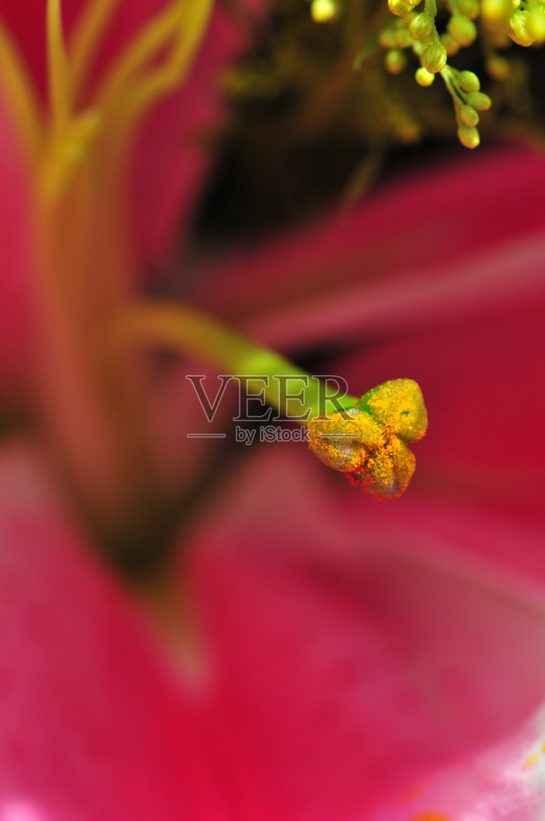 百合雌蕊照片摄影图片