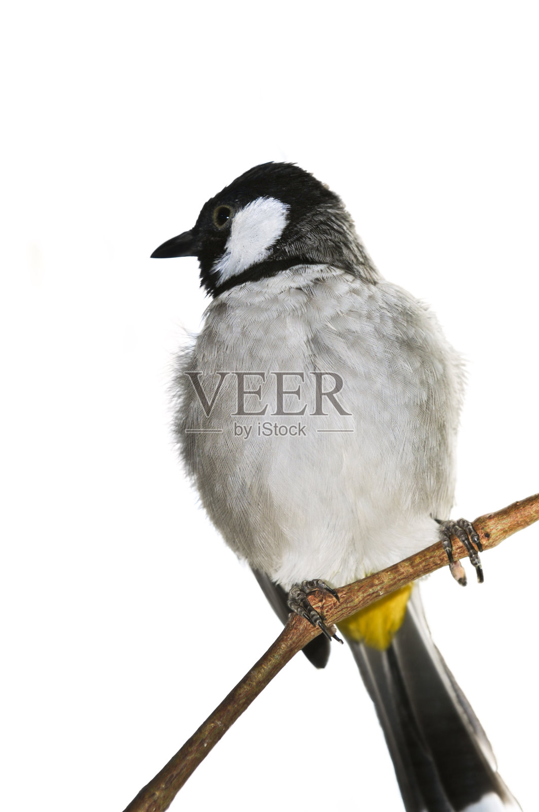 只夜莺鸟照片摄影图片