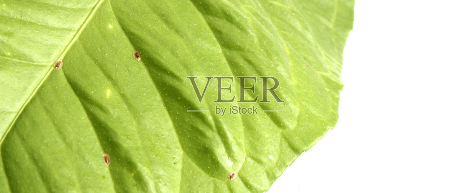 出没的柠檬叶照片摄影图片