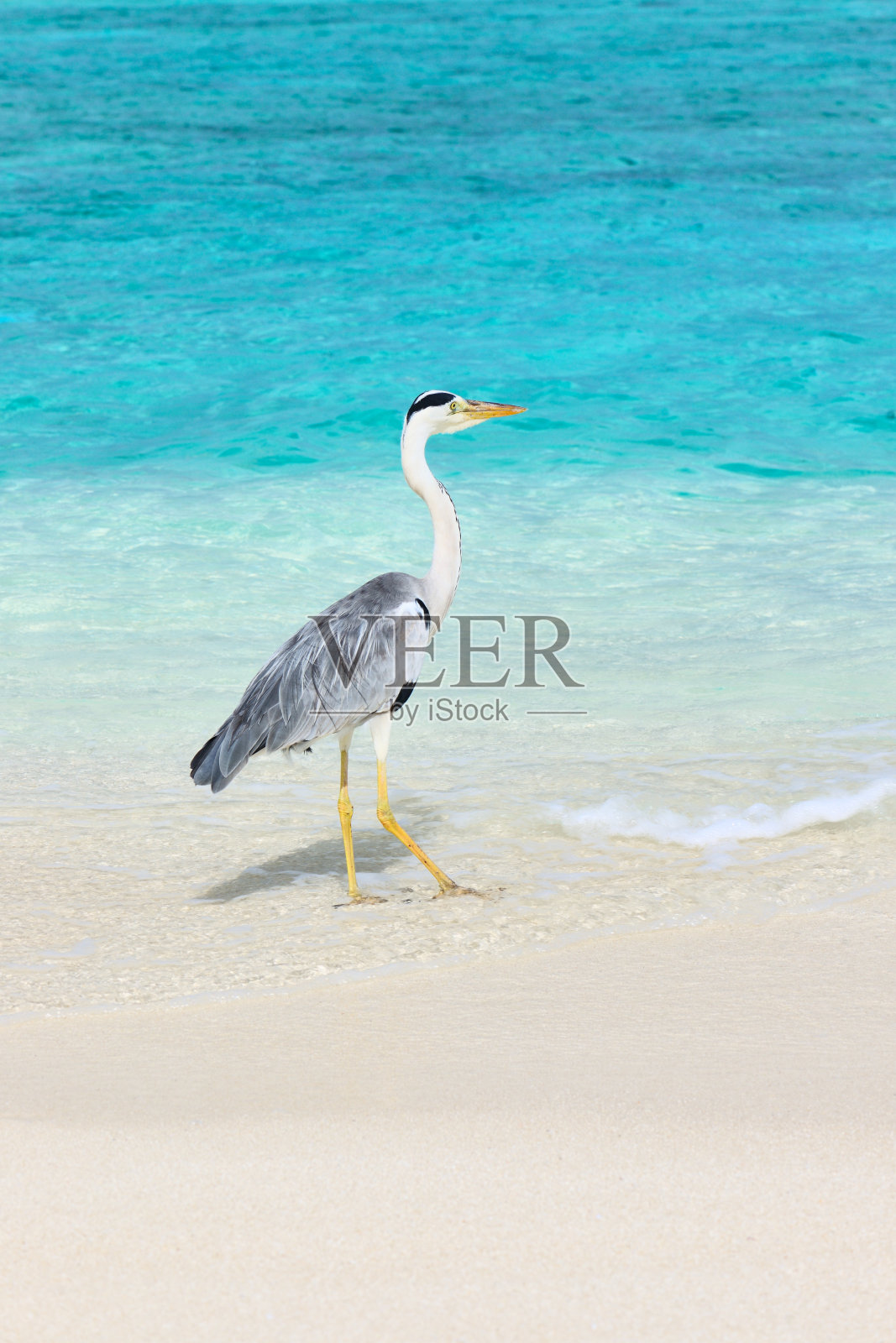 海滩上的苍鹭照片摄影图片