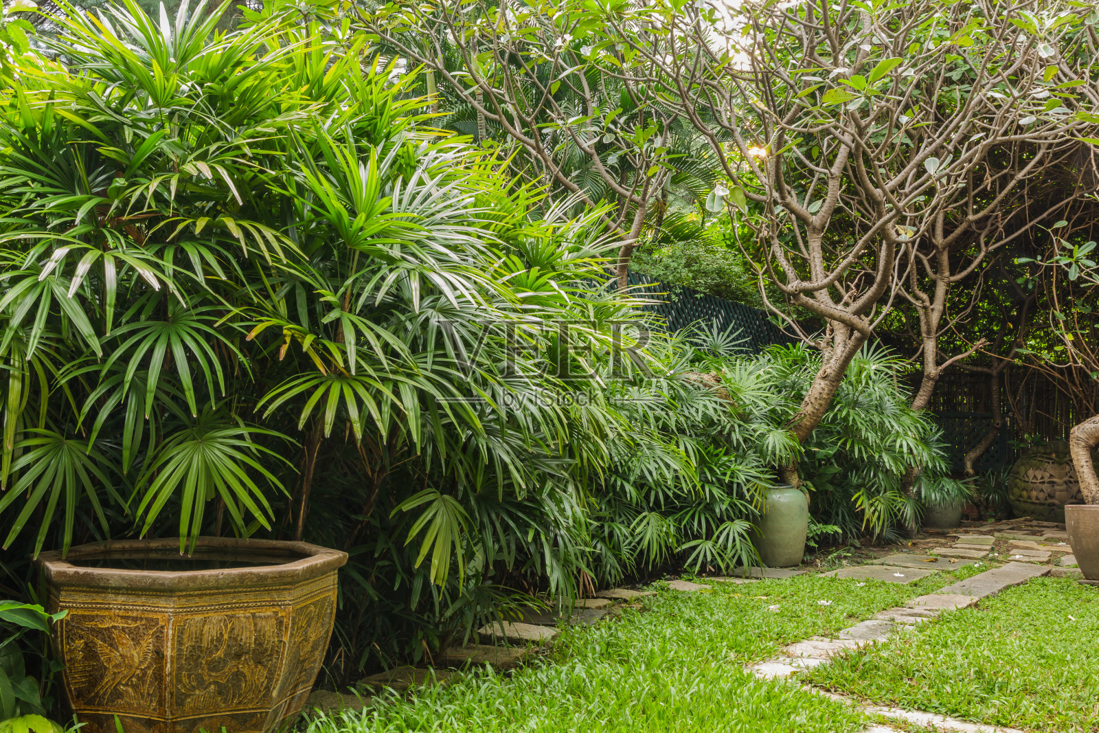 拉皮斯擅长布什照片摄影图片