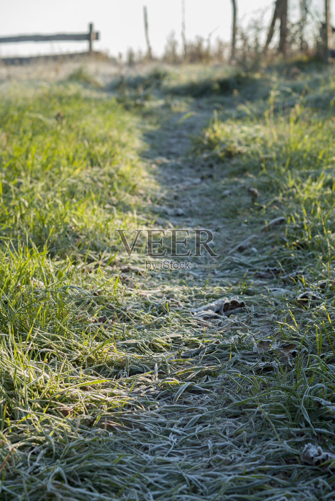 霜冻的花园小径。照片摄影图片
