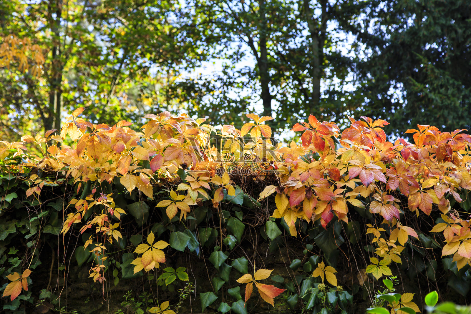 十月在城市公园照片摄影图片