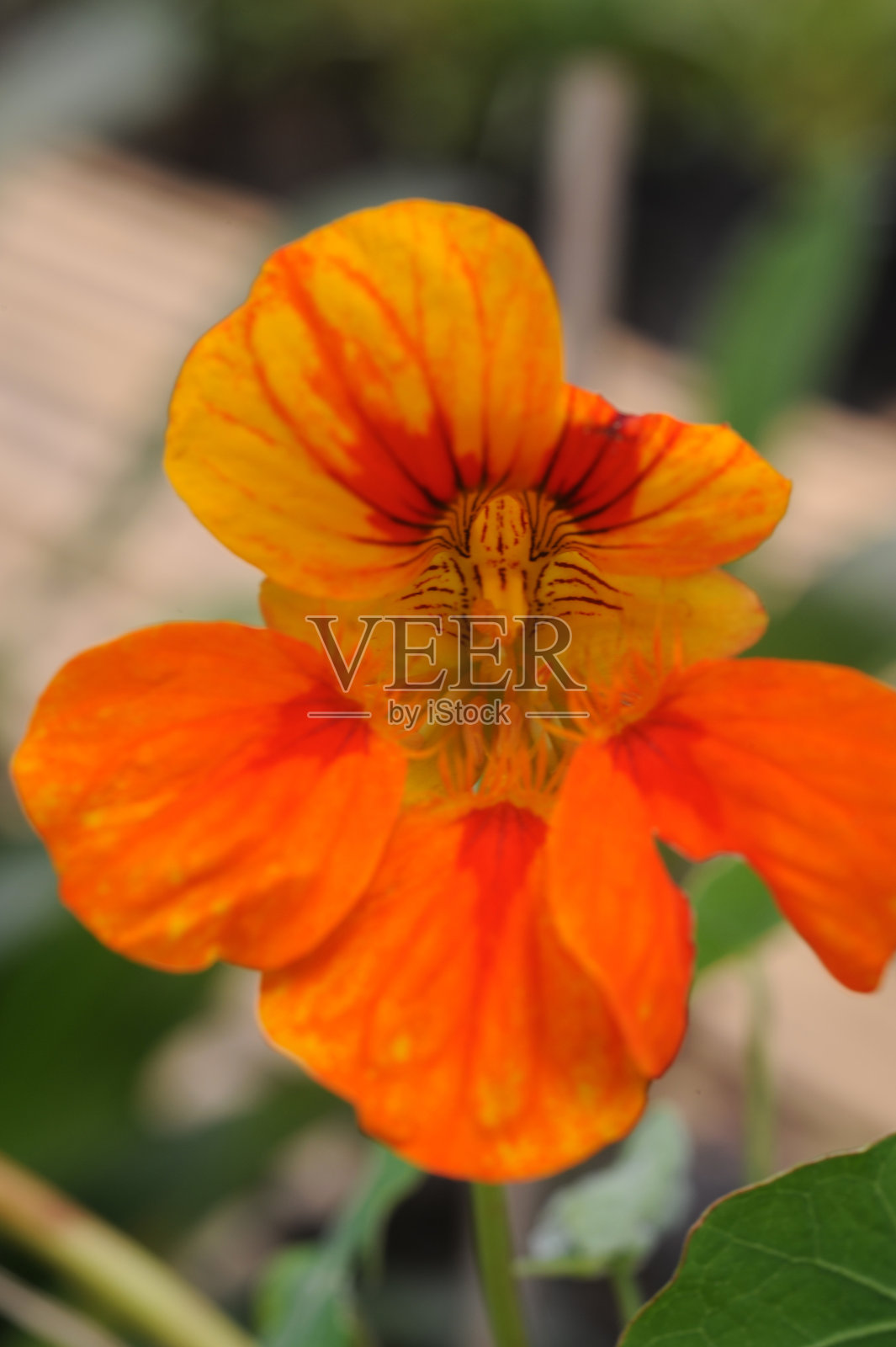 产于巴厘岛的橙色兰花照片摄影图片