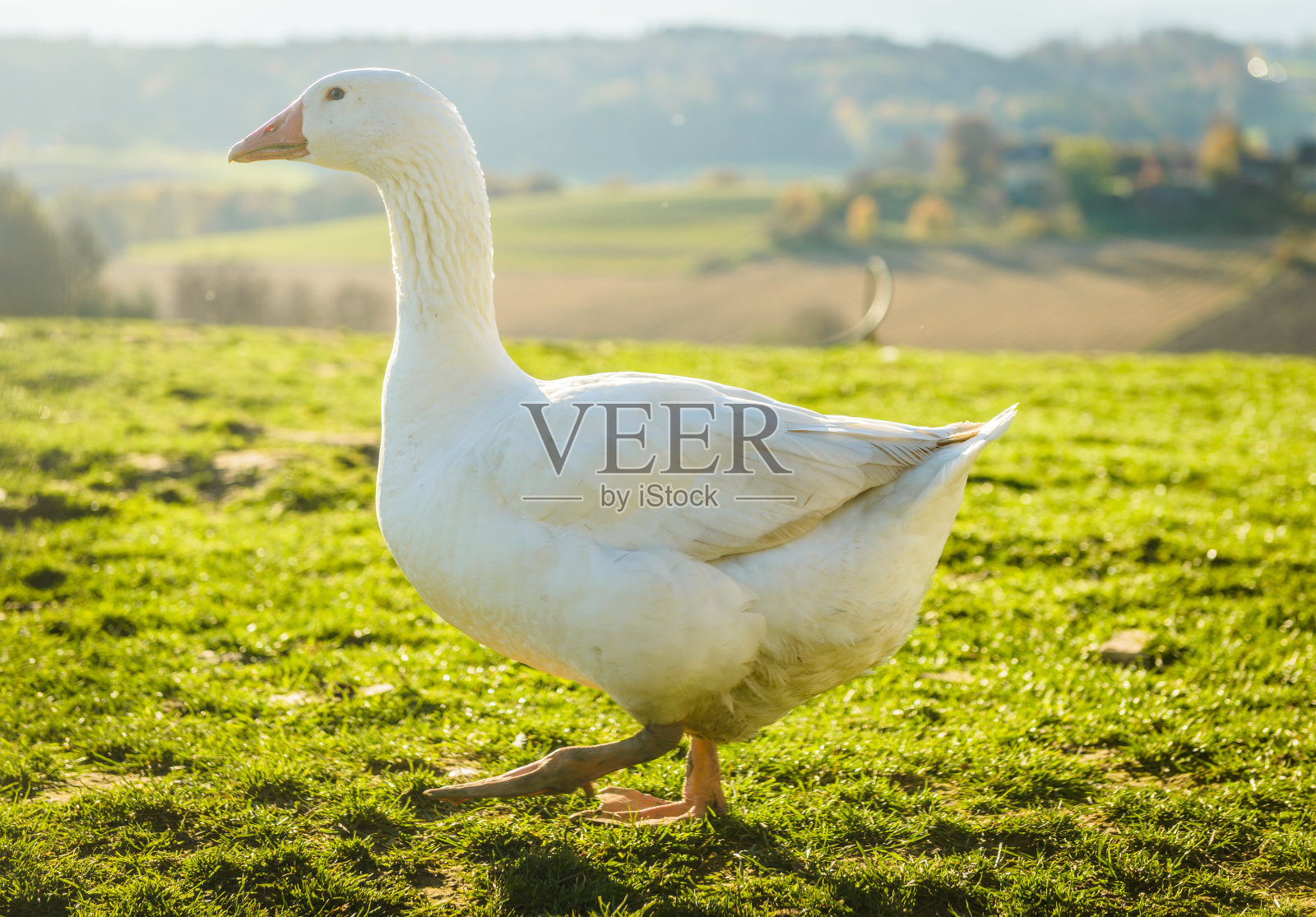 鹅照片摄影图片