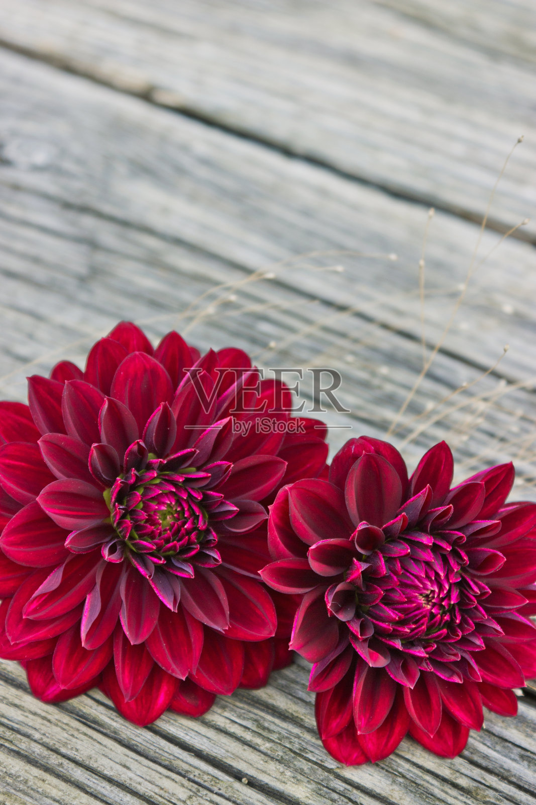 红色大丽照片摄影图片