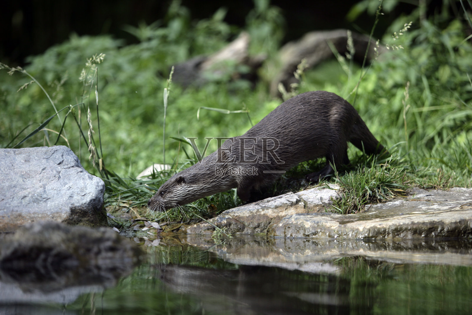 奥特， 卢特拉 · 卢特拉照片摄影图片