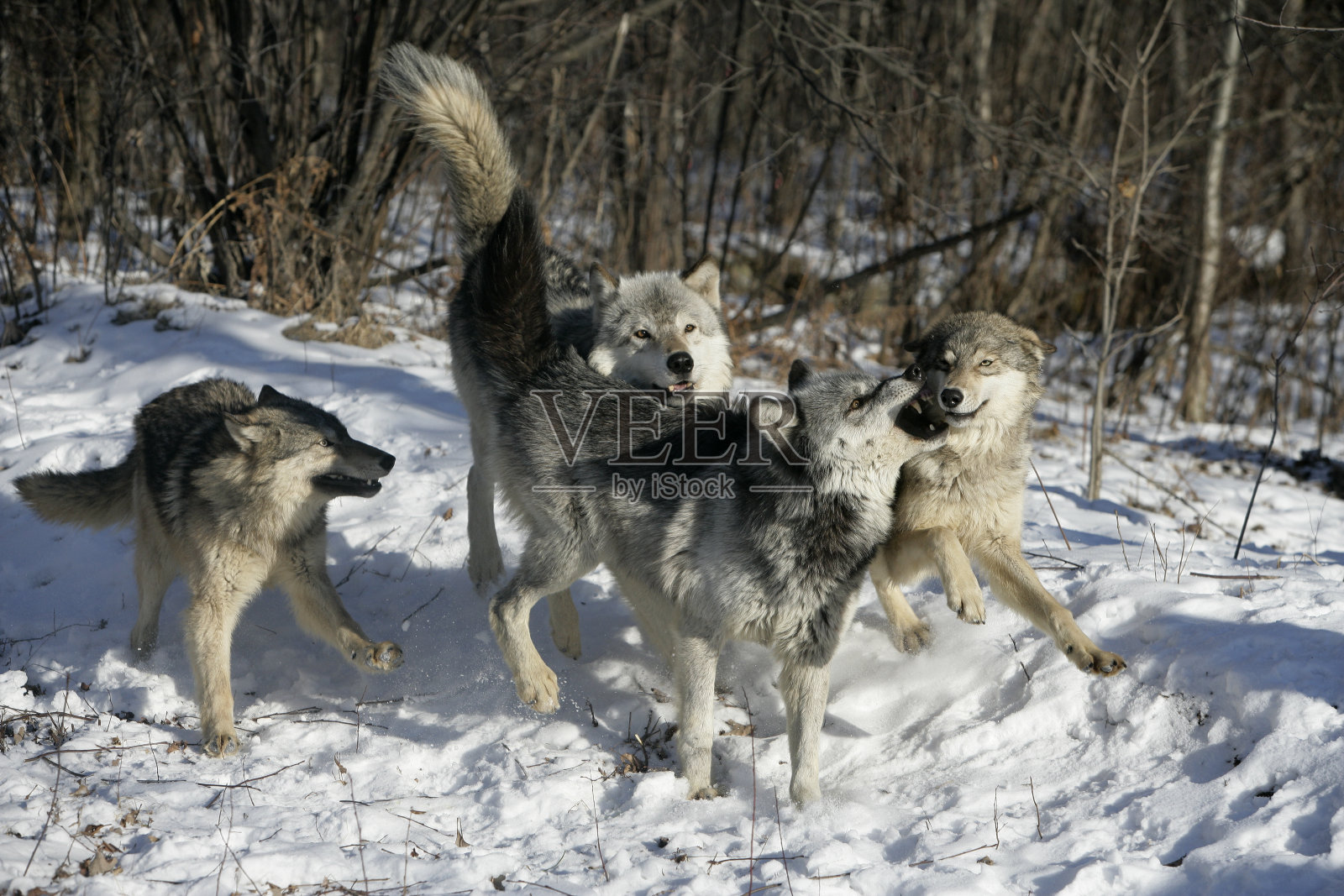 灰狼，犬类狼疮照片摄影图片