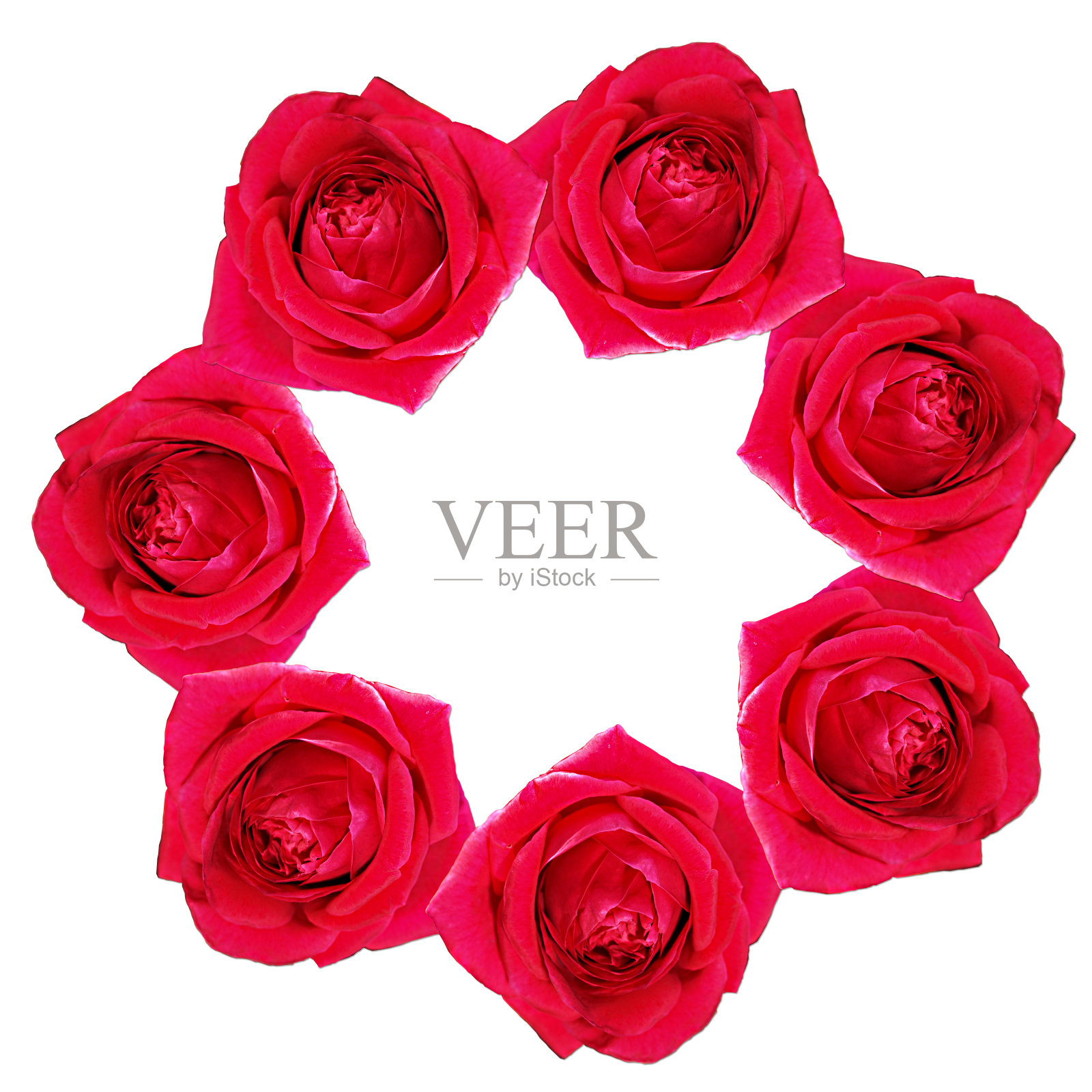 玫瑰圈照片摄影图片