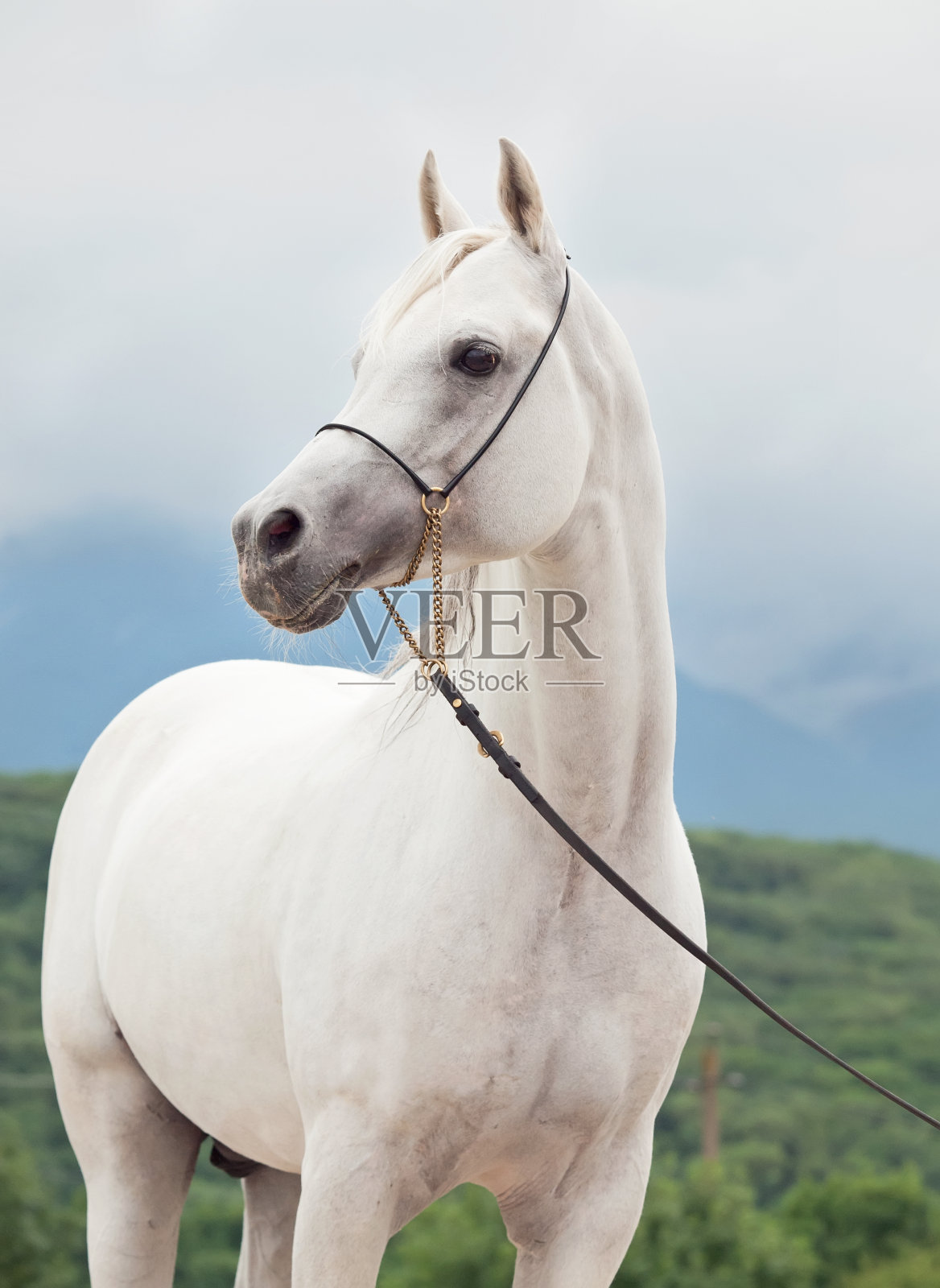 天空背景下的白色阿拉伯骏马照片摄影图片
