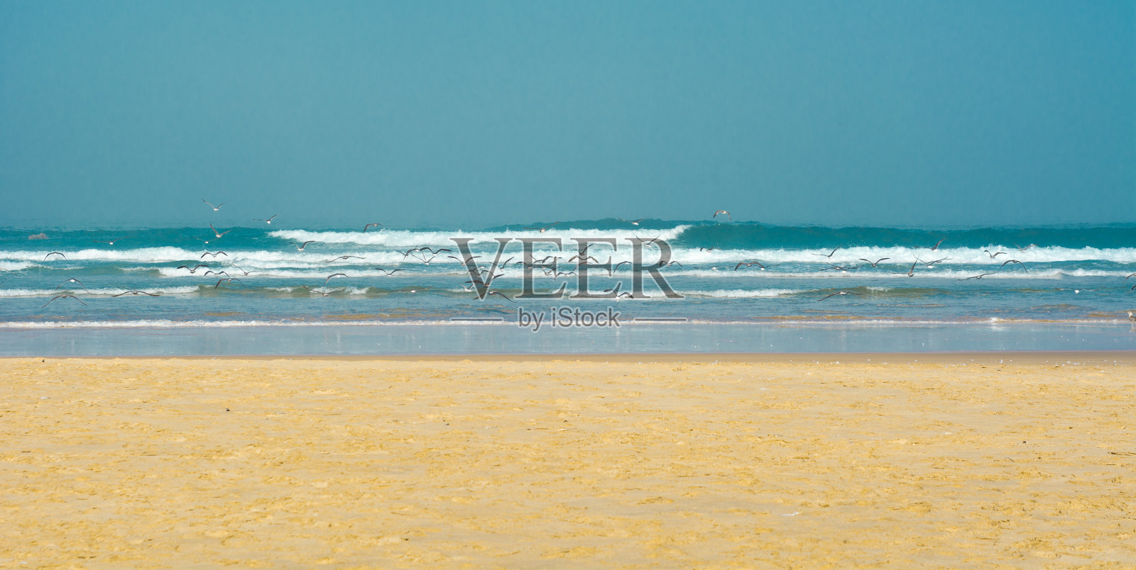 飙升的海鸥照片摄影图片