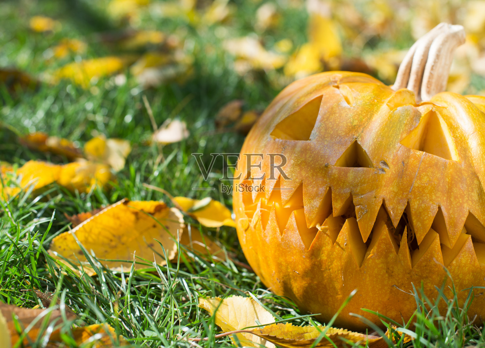 草和秋叶上的南瓜照片摄影图片