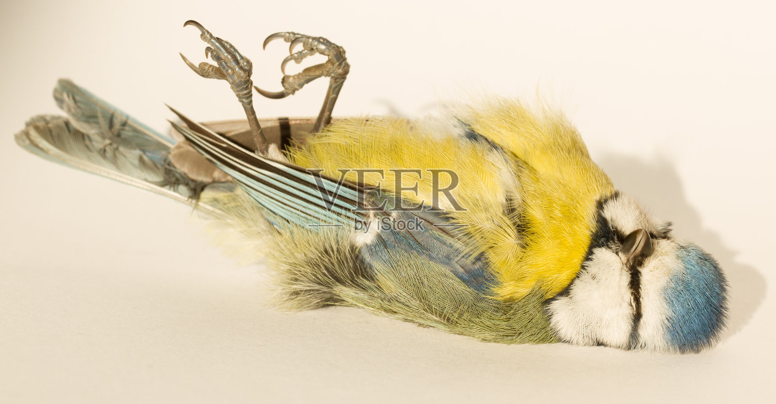 已故的蓝冠山雀照片摄影图片