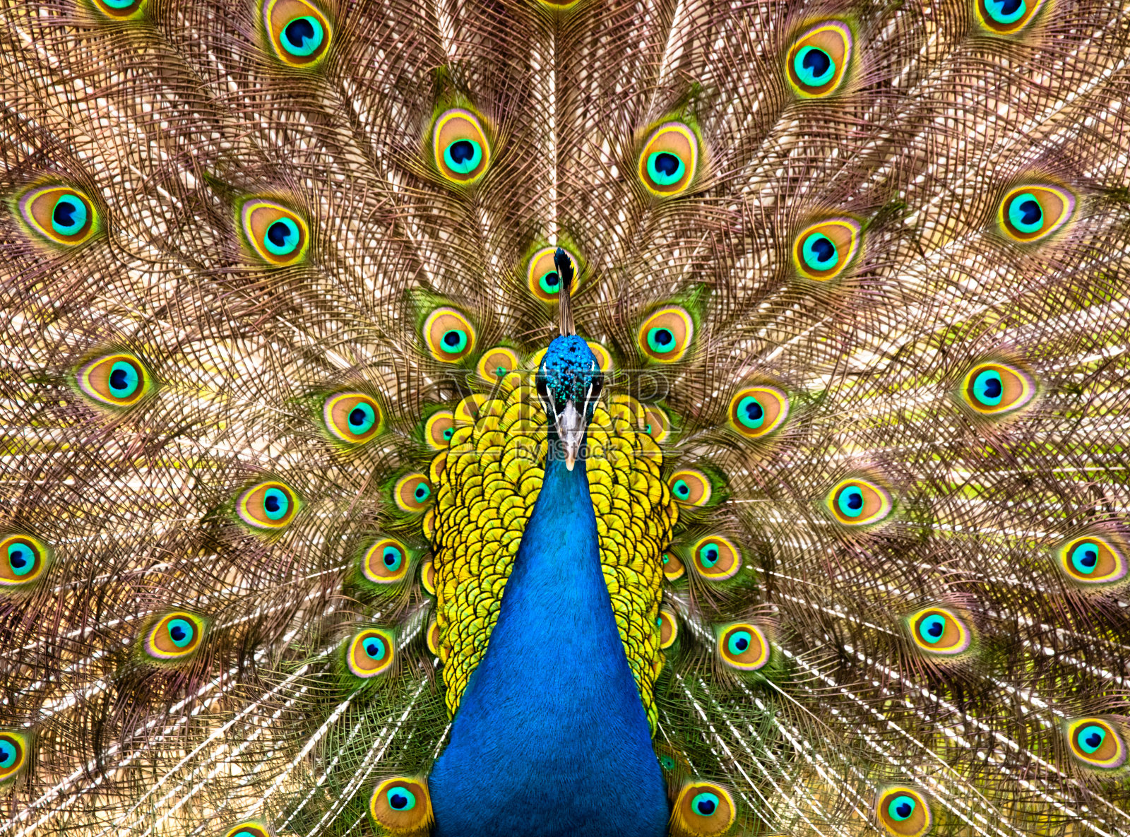 授权关键词彩虹动物主题水平画幅孔雀动物鸟类彩色图片幸福摄影自然