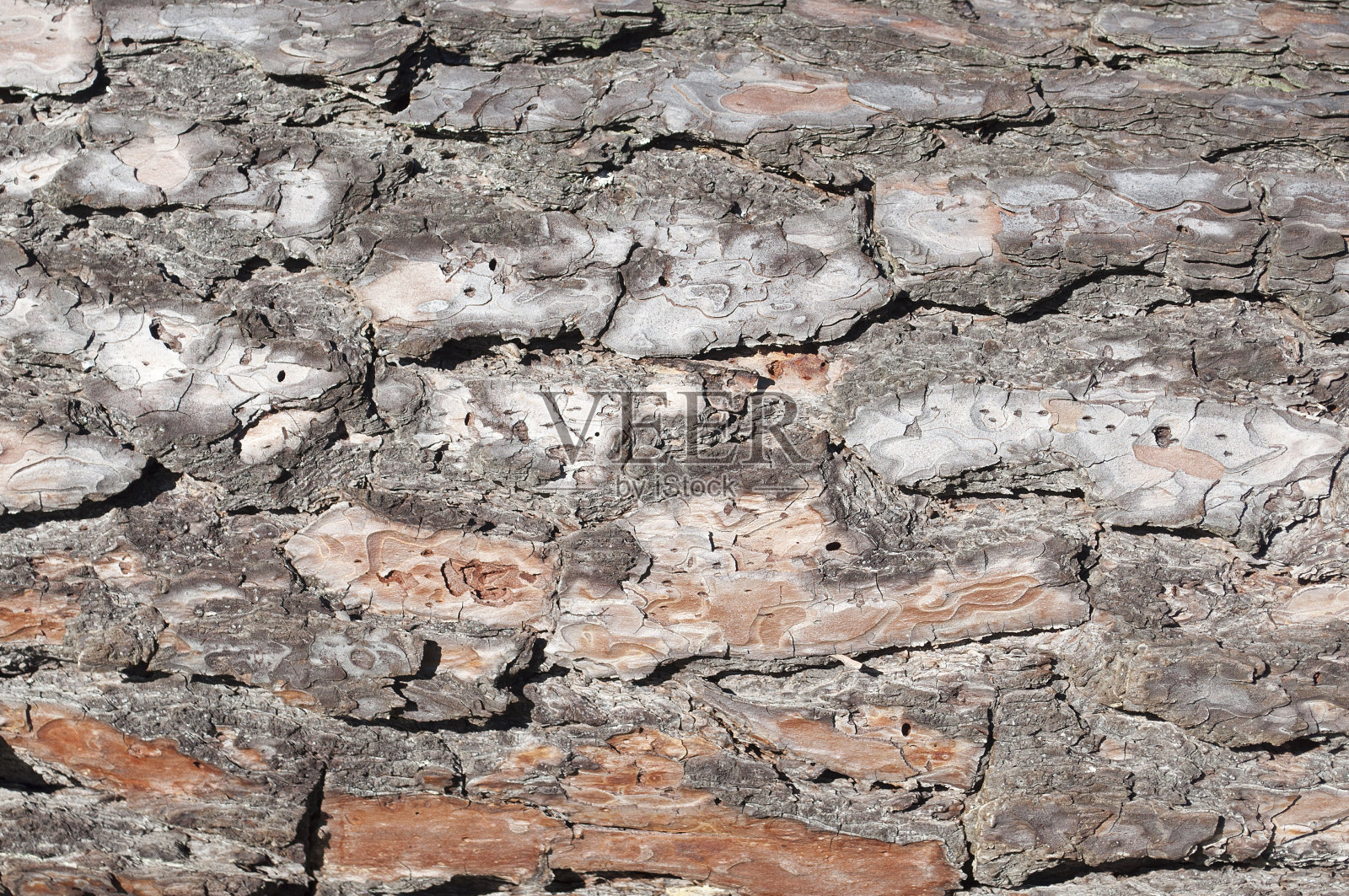 龟裂树皮纹理照片摄影图片