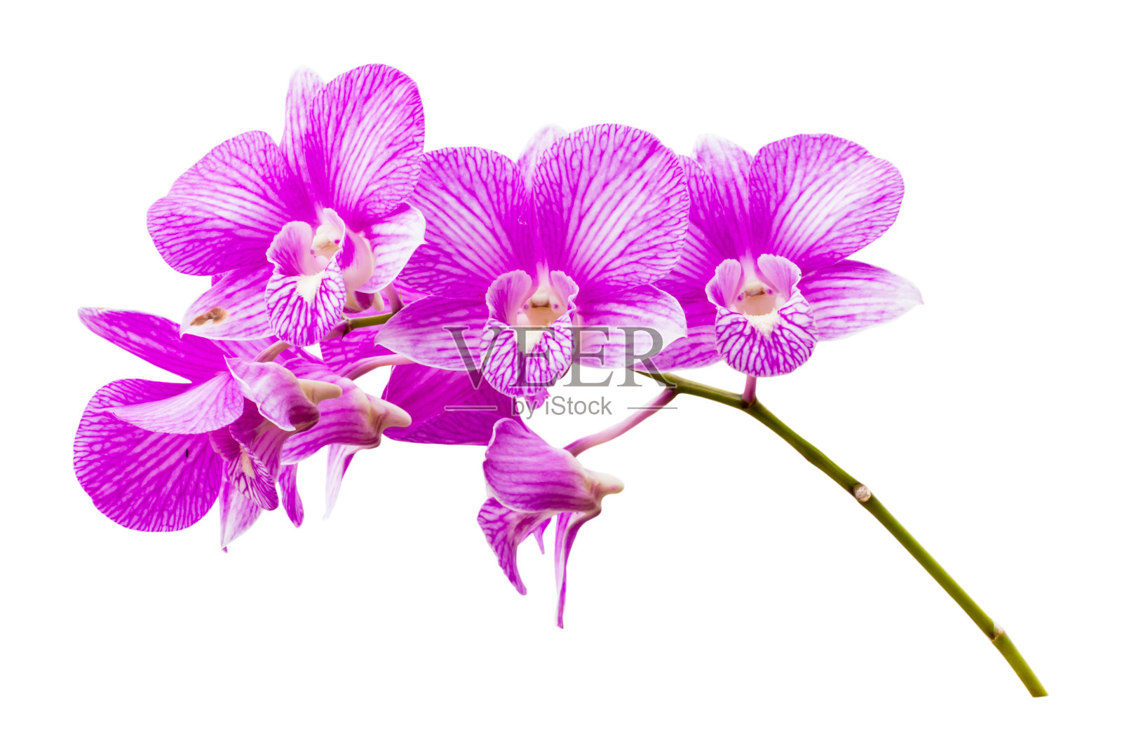 兰花的花照片摄影图片