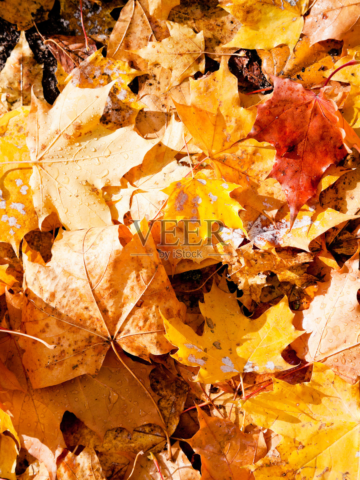 地上有许多黄色的枫叶照片摄影图片