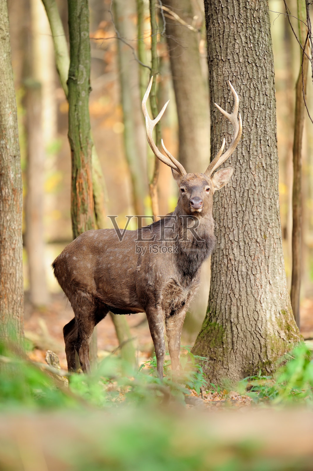 鹿照片摄影图片