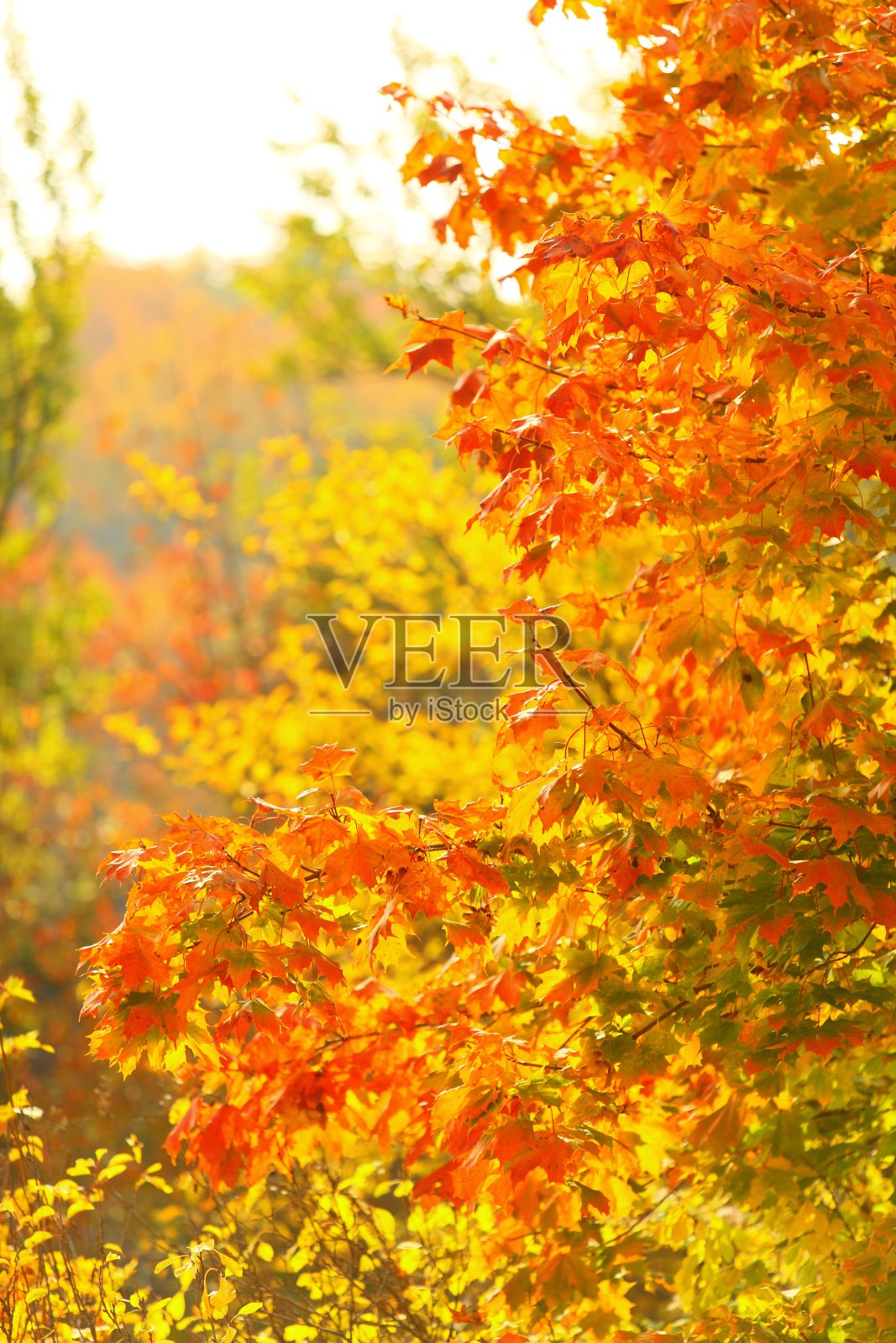 明亮的秋叶在自然环境中照片摄影图片