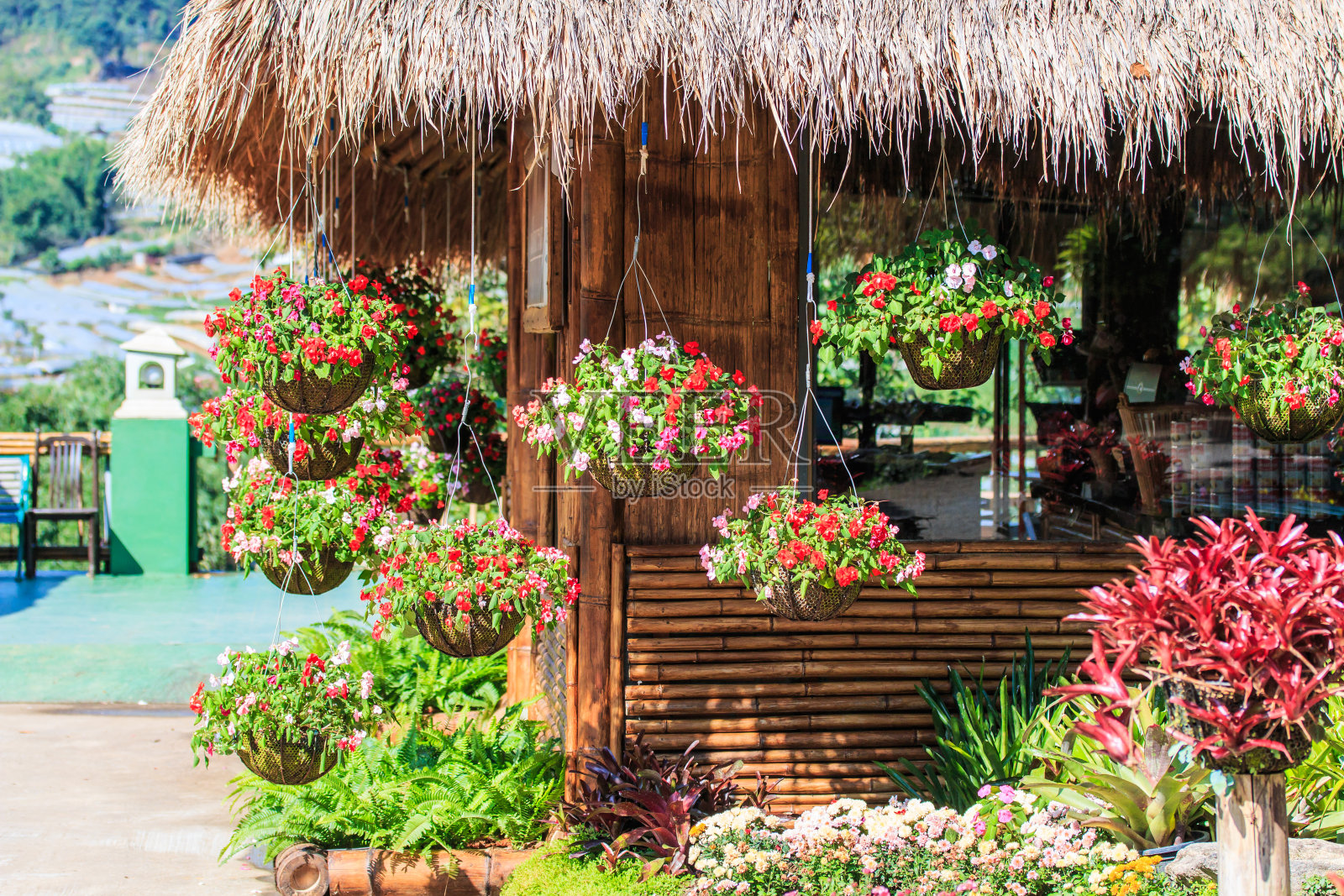 挂盆里的牵牛花。(矮牵牛)照片摄影图片