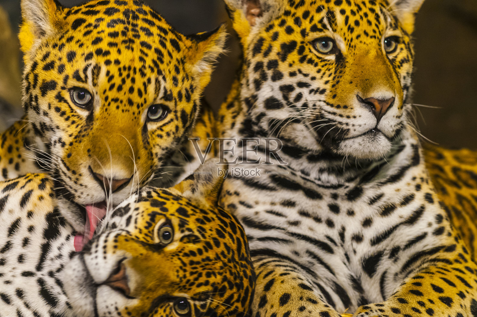 捷豹照片摄影图片