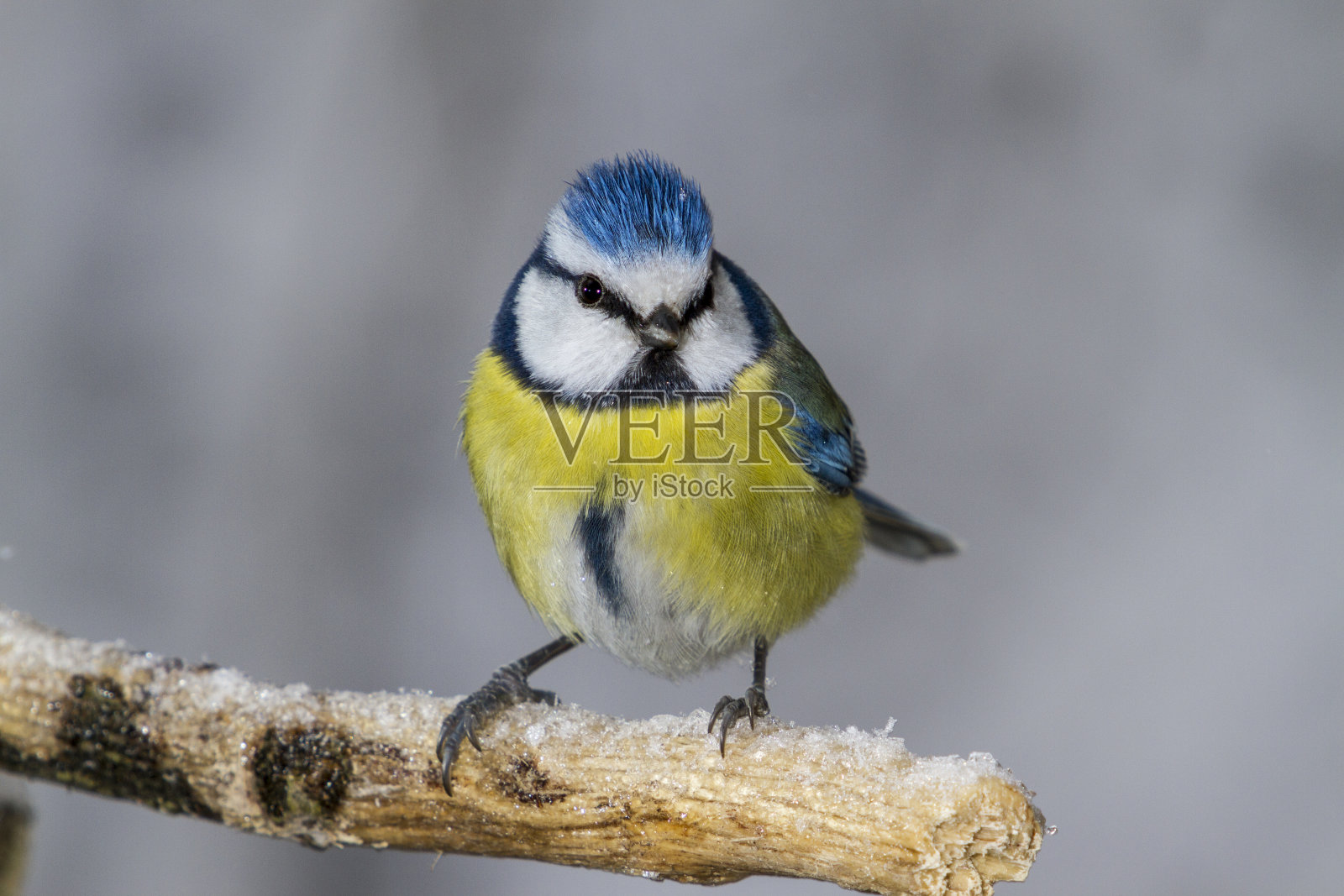 乳头照片摄影图片