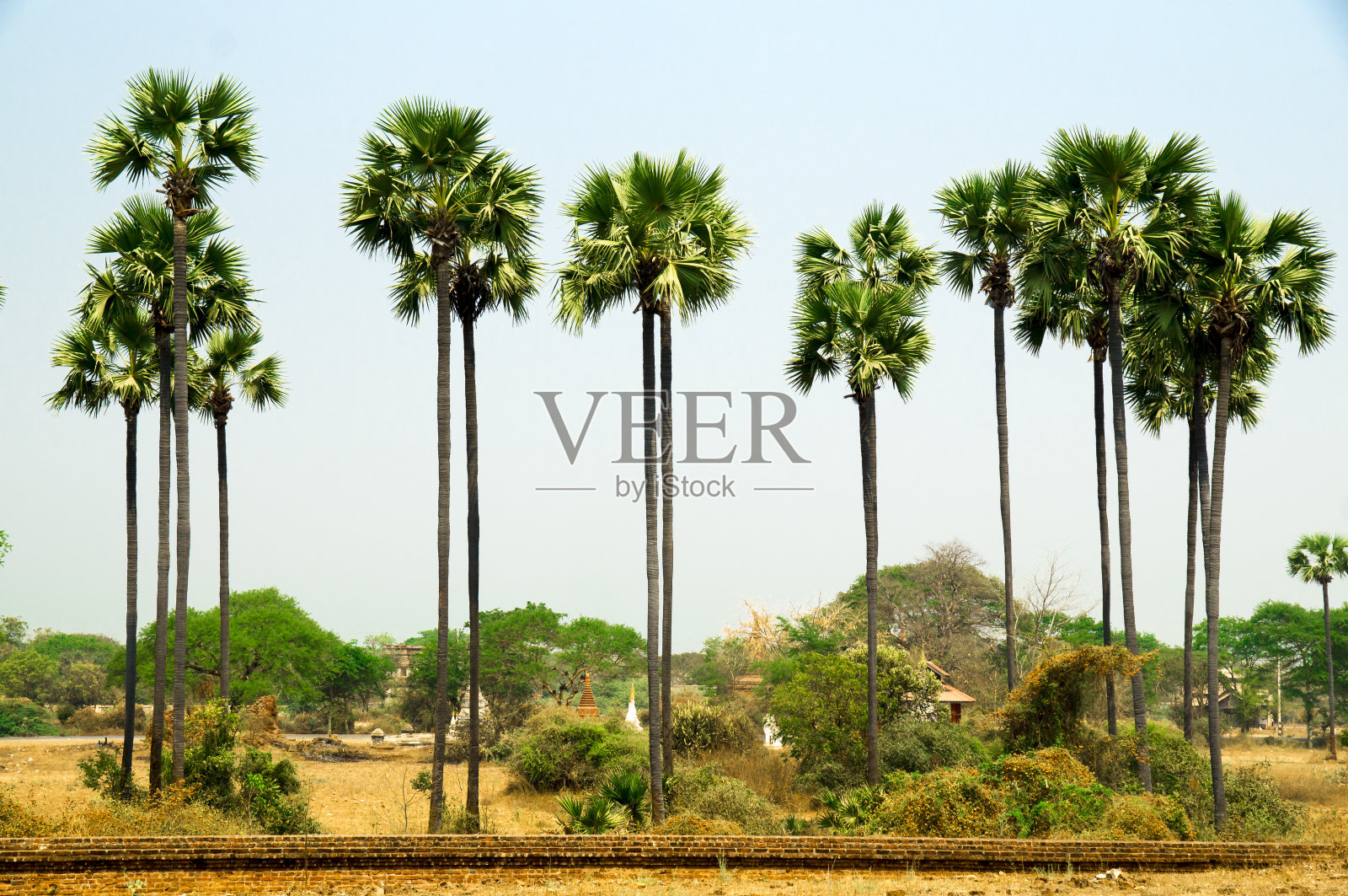 缅甸蒲甘的芭蕉树，背景是寺庙照片摄影图片
