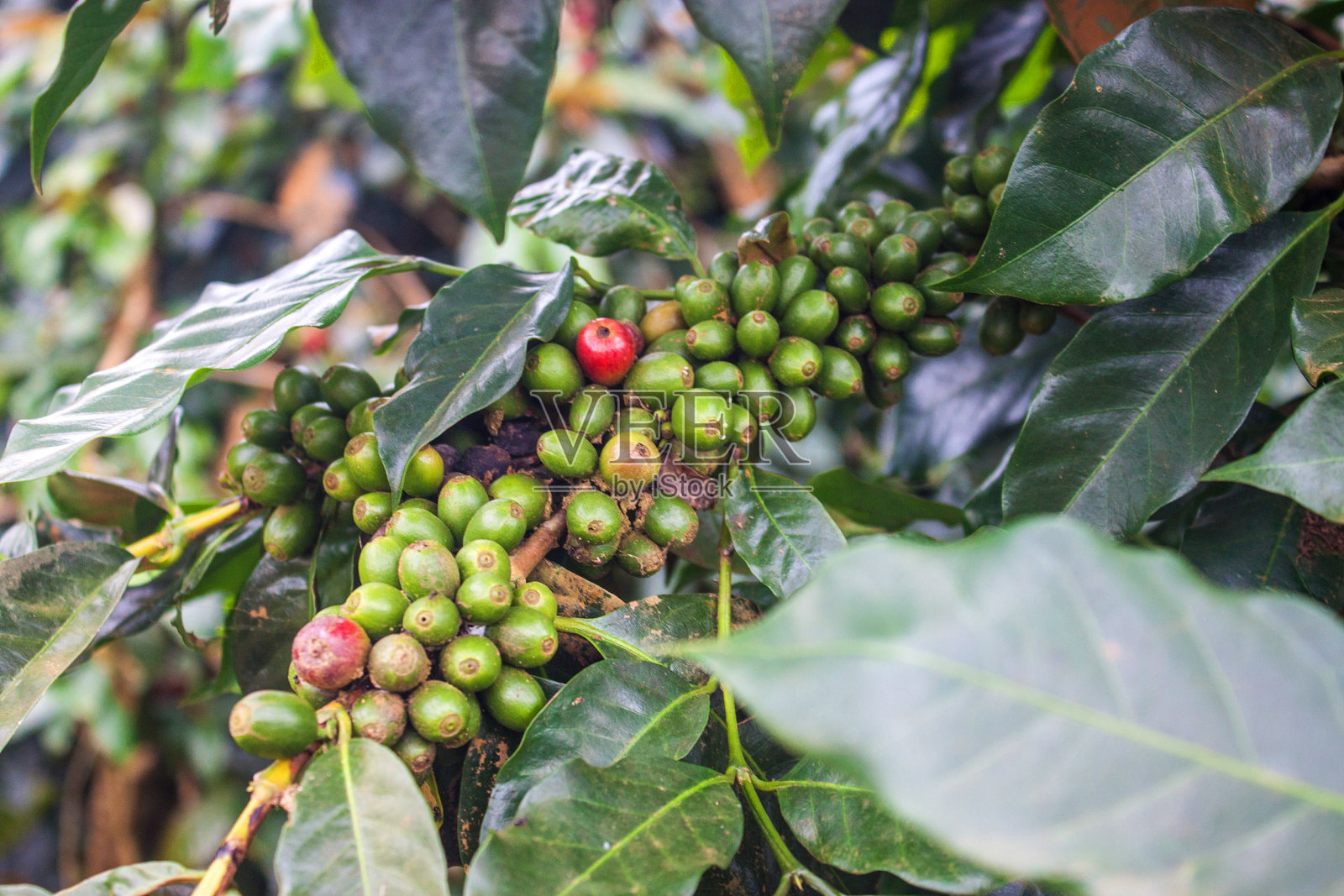 咖啡豆照片摄影图片