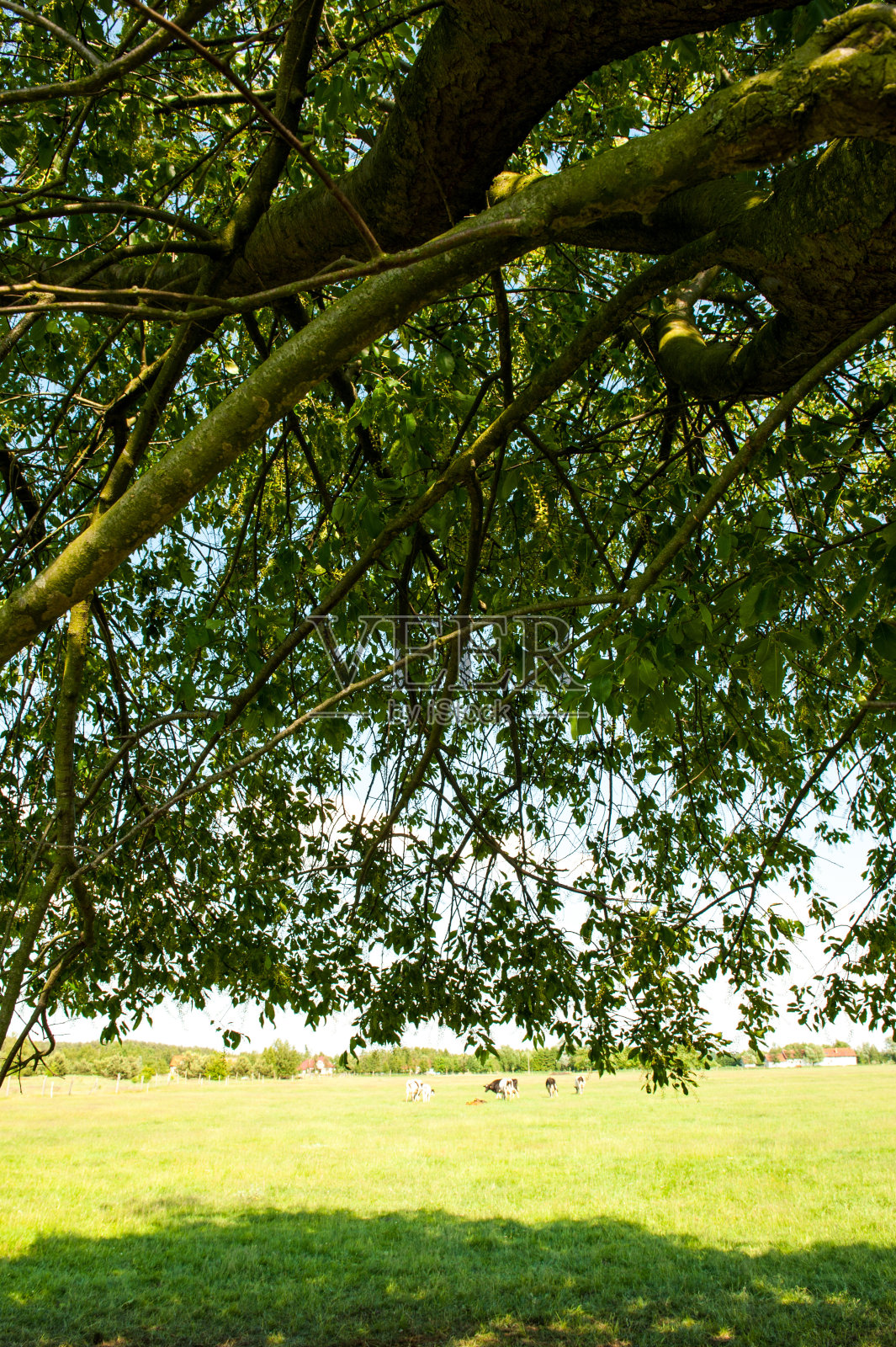 春天的小树照片摄影图片