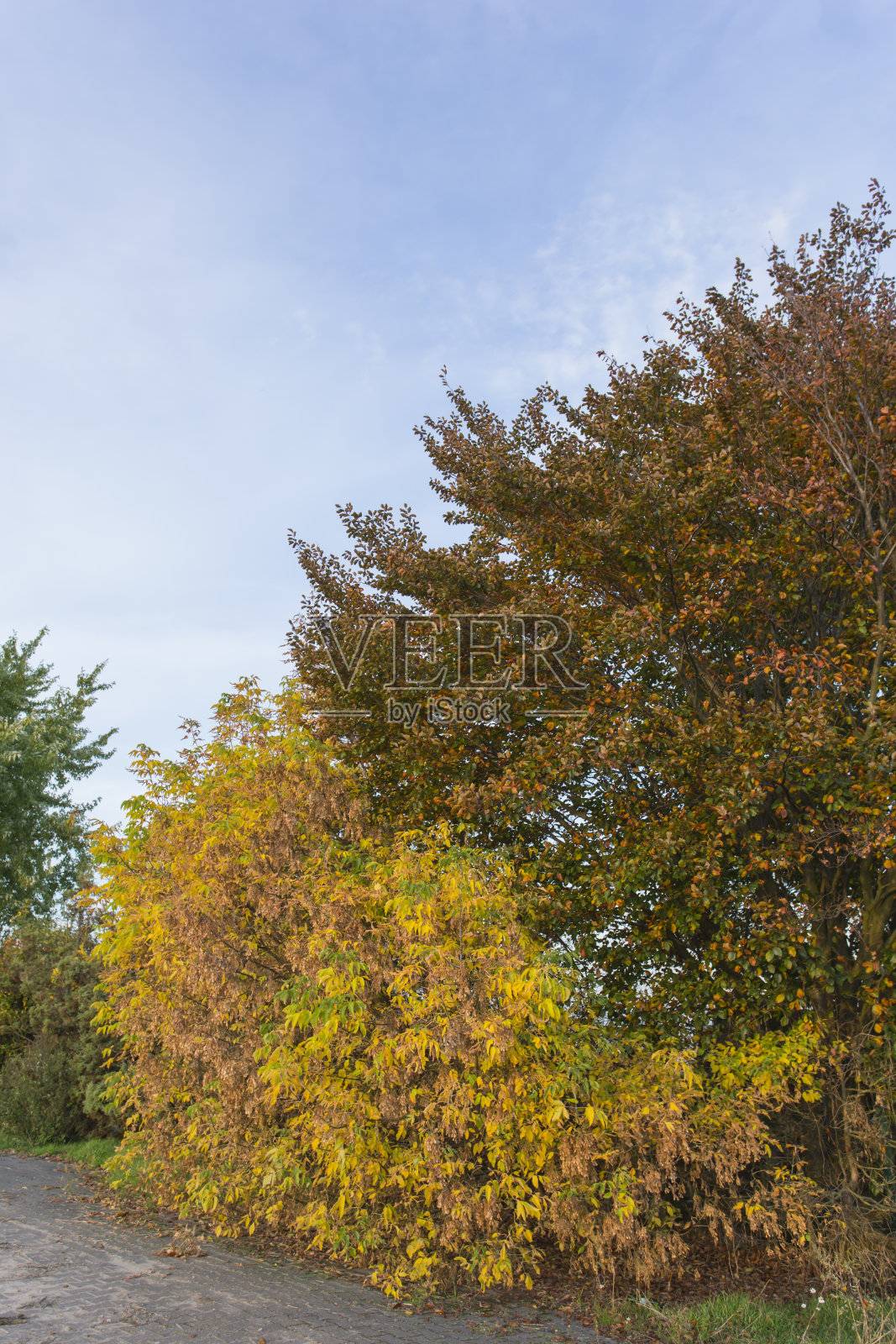 树在秋天照片摄影图片