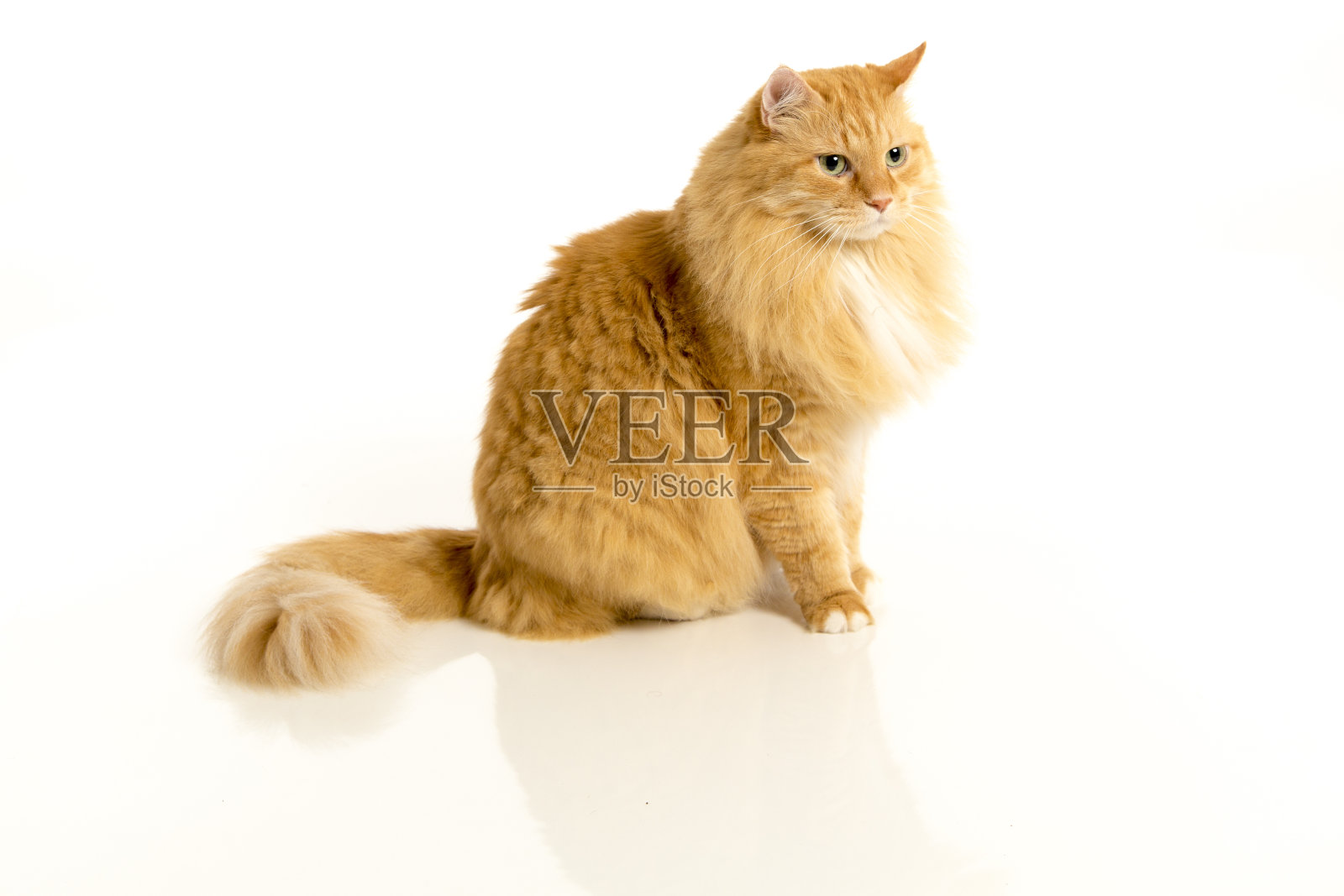 橘色虎斑猫照片摄影图片