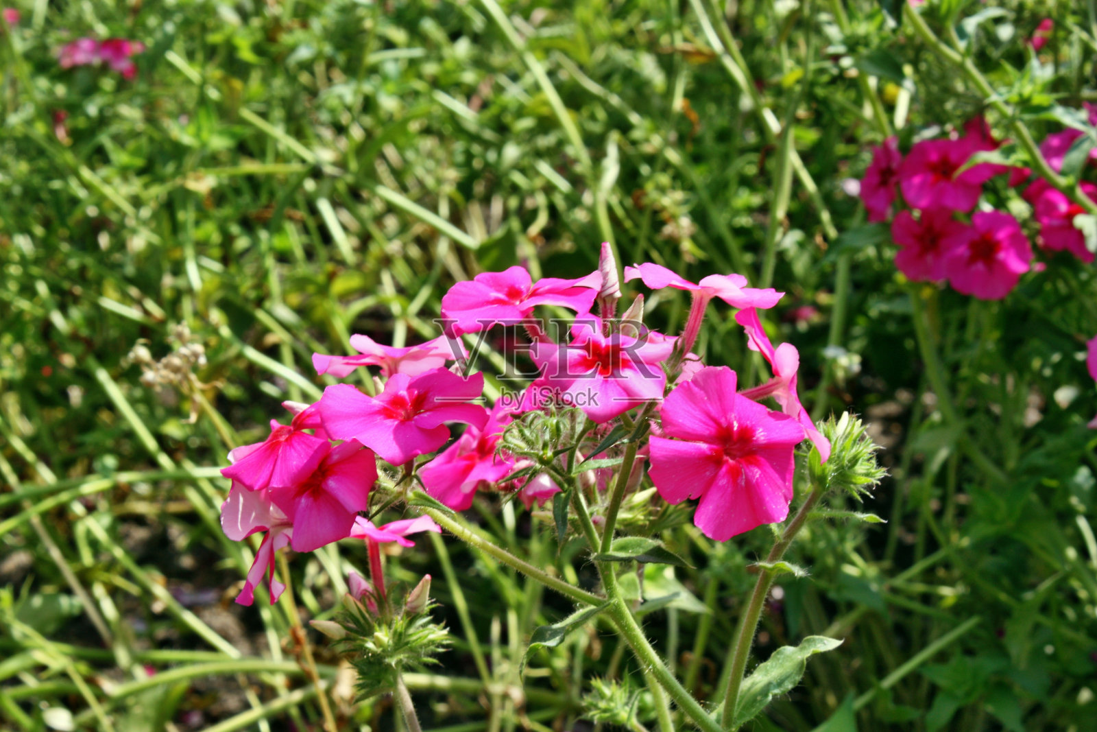 粉红色的花照片摄影图片
