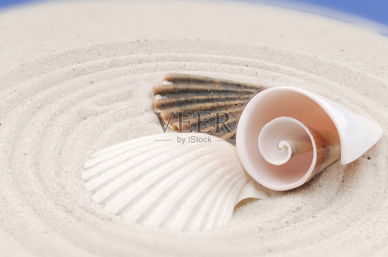 海滩上的贝壳照片摄影图片