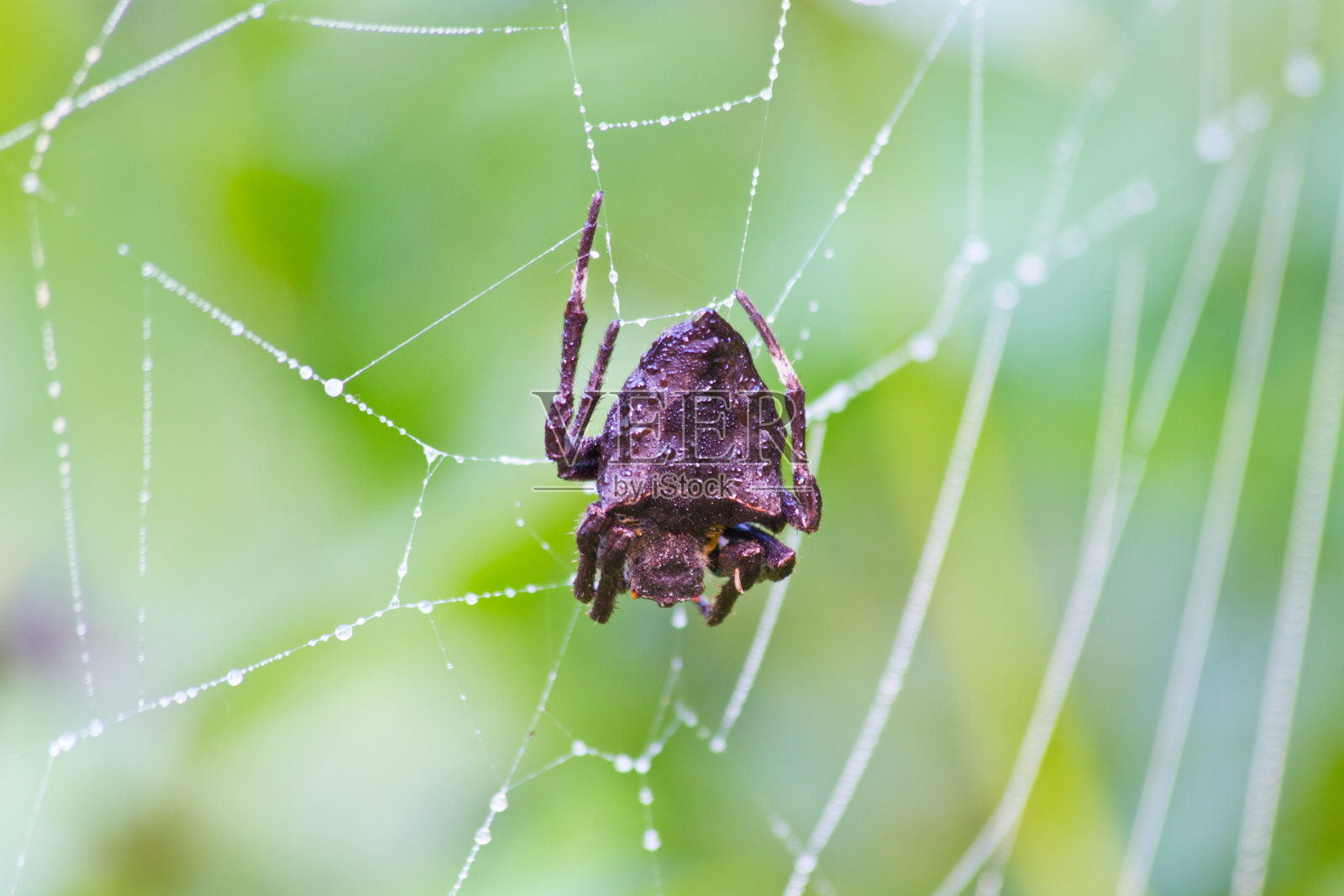 蜘蛛网上照片摄影图片