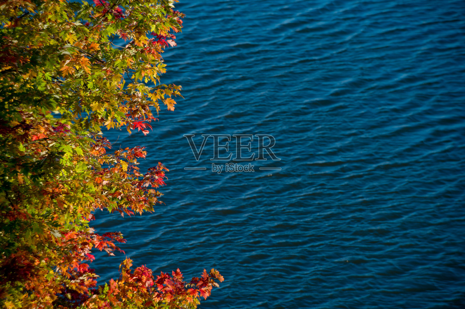 水面上五颜六色的枫叶照片摄影图片