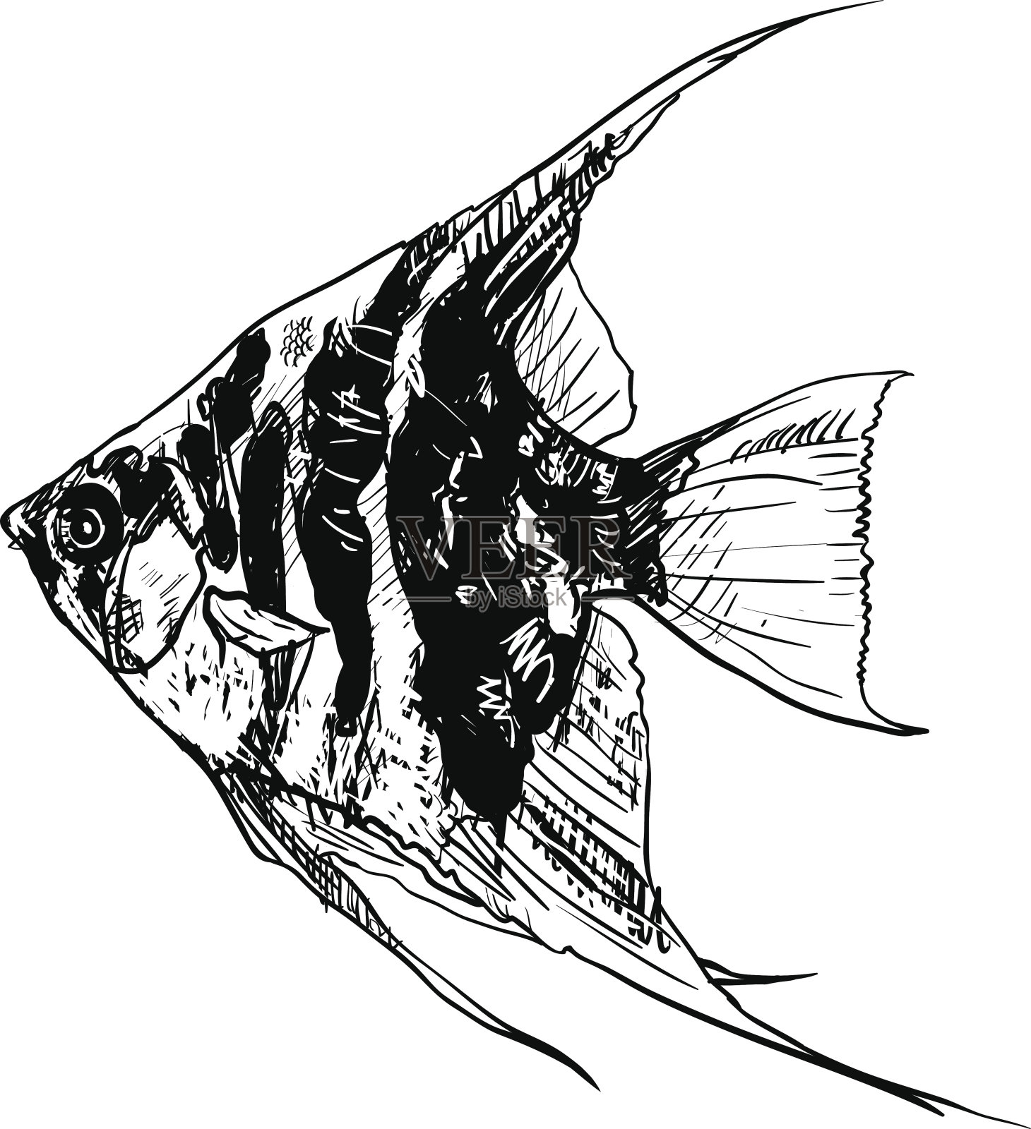 天使鱼插画图片素材