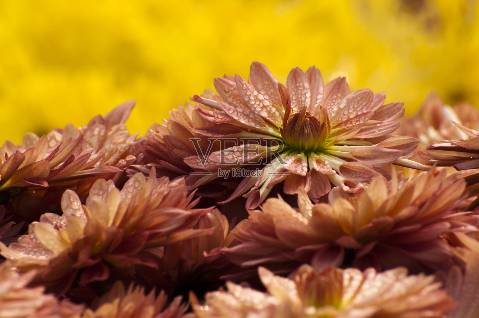 带有露珠的花瓣，印度加尔各答照片摄影图片